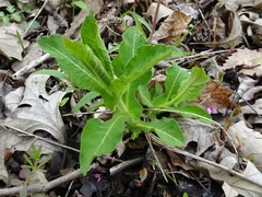 Triosteum perfoliatum
