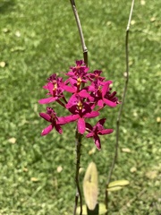Epidendrum × obrienianum