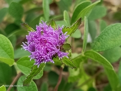 Centratherum punctatum