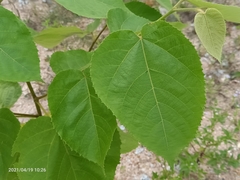 Commersonia bartramia