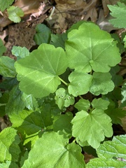 Cardamine flagellifera