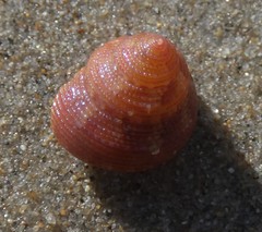 Calliostoma supragranosum