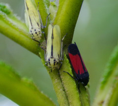 Cardioscarta flavifrons