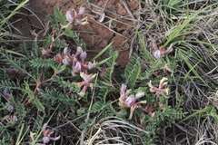Astragalus plattensis
