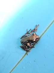 Pseudophilautus microtympanum