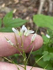Cardamine flagellifera