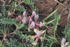Astragalus plattensis