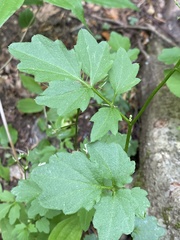 Cardamine flagellifera