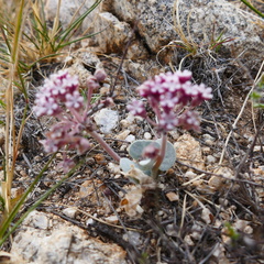 Asclepias nummularia