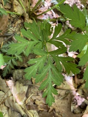 Geum virginianum