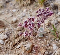 Asclepias nummularia