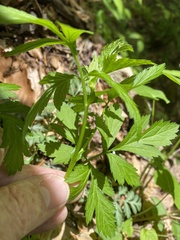 Geum virginianum