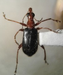 Eugnamptus nigriventris