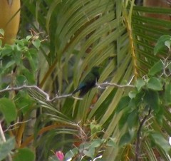 Eulampis holosericeus