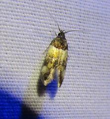 Triclonella determinatella