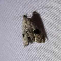 Abablemma duomaculata