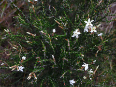 Lysinema ciliatum