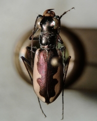 Eunota circumpicta