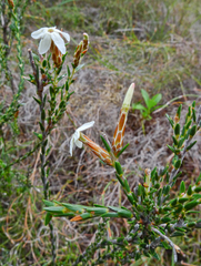 Lysinema ciliatum
