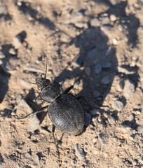 Calosoma luxatum