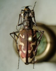 Ellipsoptera sperata