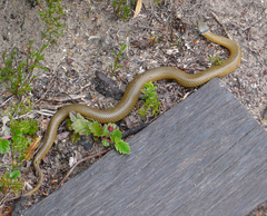 Elapognathus coronatus