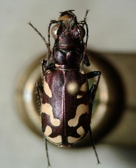 Cicindela fulgida