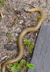 Elapognathus coronatus