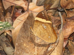 Xanthotaenia busiris