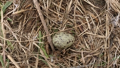Larus delawarensis