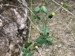 Brickellia atractyloides