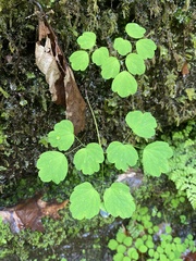 Thalictrum clavatum