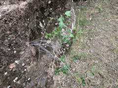 Brickellia atractyloides