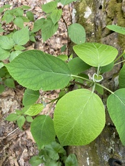 Hydrangea radiata