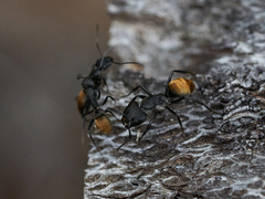 Camponotus chilensis