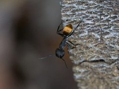 Camponotus chilensis