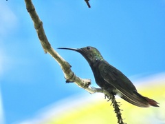 Anthracothorax dominicus