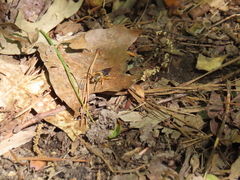 Teuchocnemis lituratus