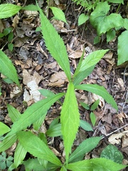 Solidago curtisii curtisii