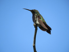 Anthracothorax dominicus