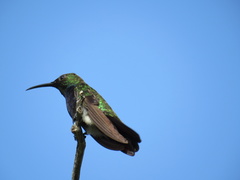 Anthracothorax dominicus