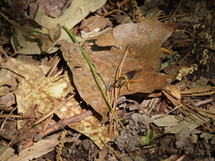 Teuchocnemis lituratus