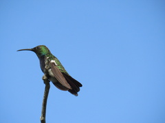 Anthracothorax dominicus