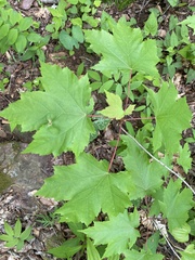 Acer rubrum rubrum