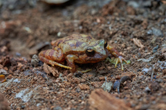 Eupsophus roseus