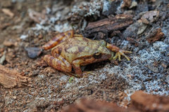 Eupsophus roseus
