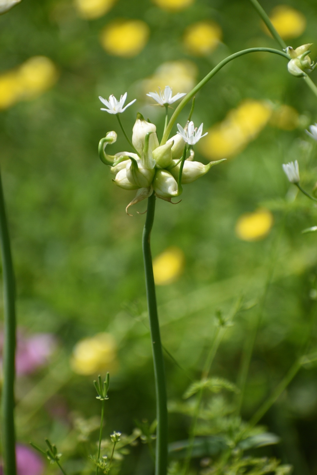 Allium canadense var. canadense