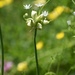 Allium canadense canadense - Photo (c) Aidan Campos, algunos derechos reservados (CC BY-NC), subido por Aidan Campos