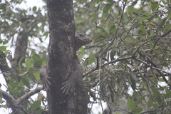 Varanus salvator macromaculatus