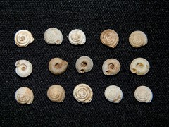 Serratorotula juliformis